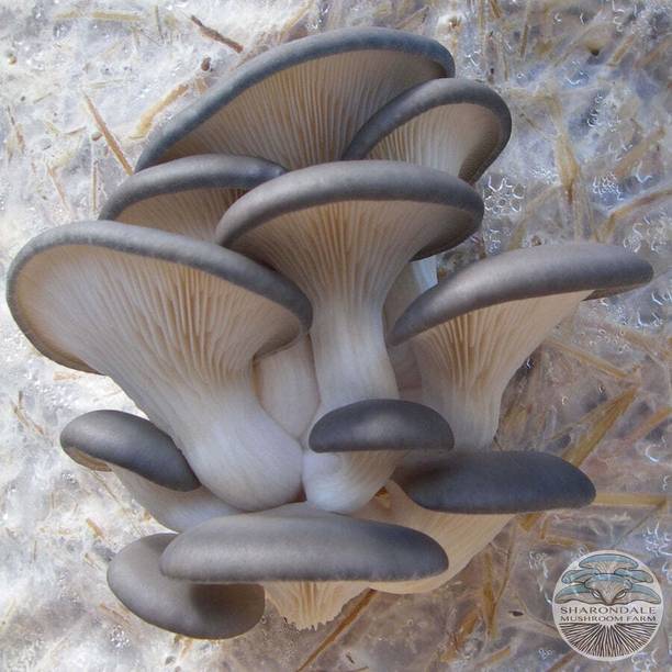 VAN OUSI Button mushroom seed,organic,Healthy,Vegetable seed,Pack of Seed