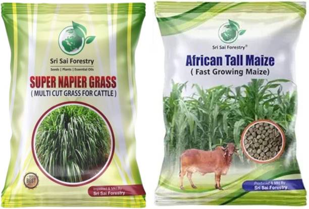 SRI SAI FORESTRY Super Napier and Tall Maize Corn Makkan Grass Seeds Combo, Fodder Grass Seed