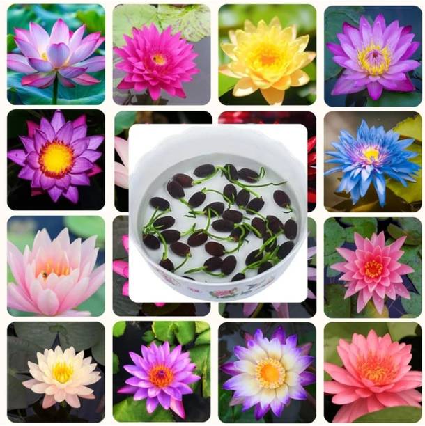 शिनेशके लेटस सीड्स बीज