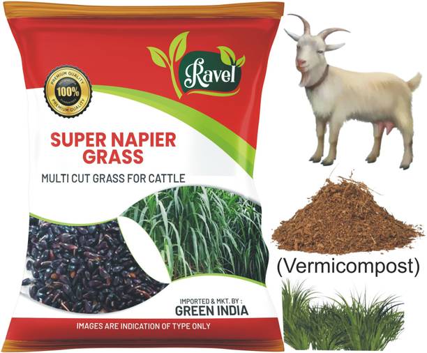 Ravel SUPER NAPIER GRASS SEED (2000 Seeds), High Yield, Multi Cut Grass Seed Seed