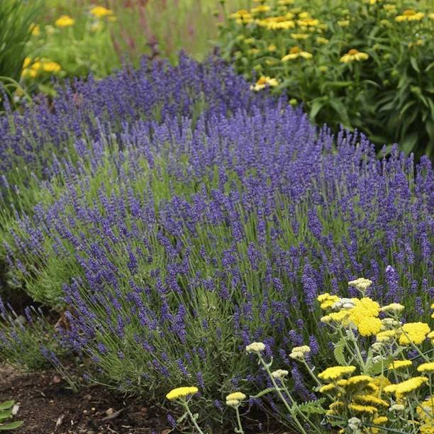 VibeX ® XXL-283 Purple Lavender Seeds Seed