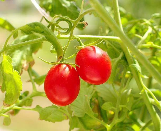 Herbex tomato Seed