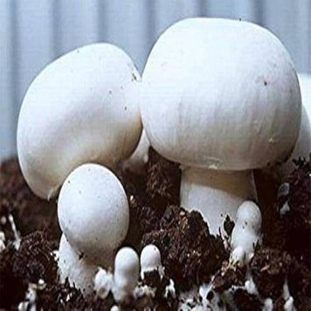 GREENSEA Milky Mushroom Seed