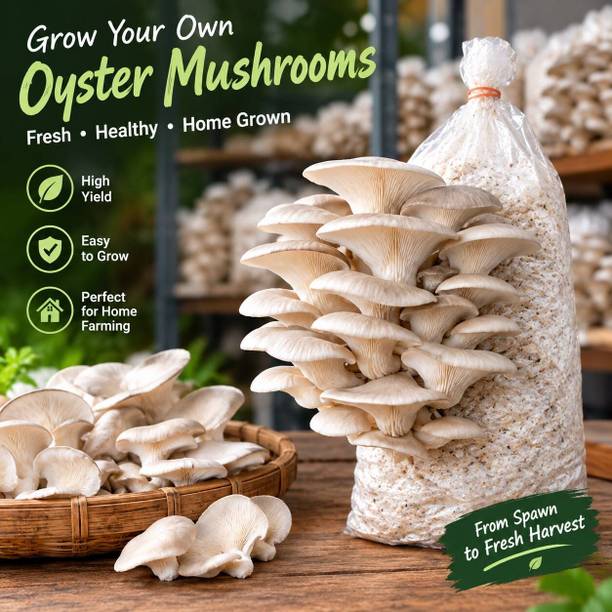 kuthuri Oyster Mushroom Spawn with 2 PP Bags and Instruction Guide, Mushroom Farming Spawn Seed