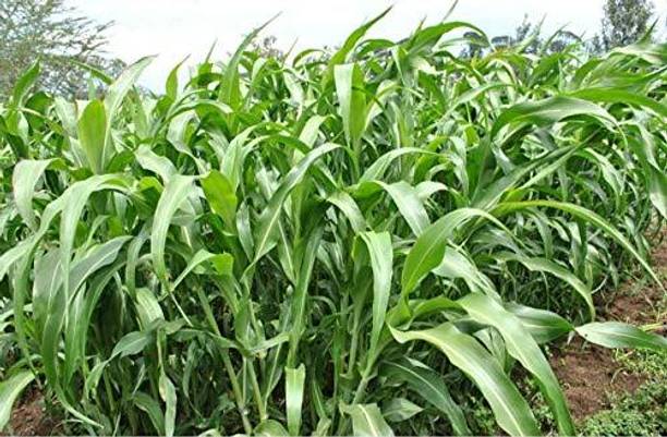 Arshiayat Cow- Buffalo eating grass Seed