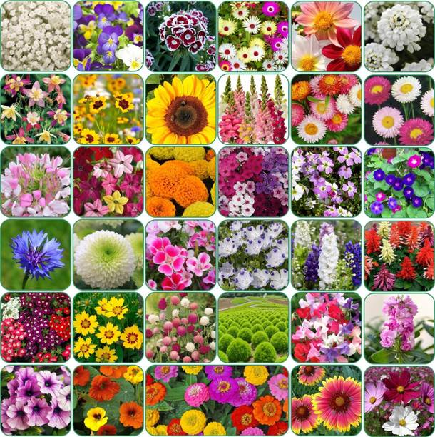 ZOXXIE Flower Seeds Combo Pack – 35 Varieties for Home Gardening & Balcony Pots 