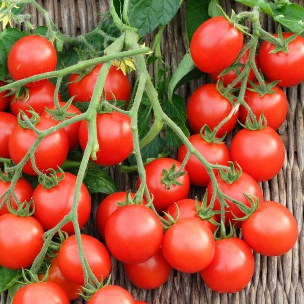 SBGARDEN hybrid tomato seeds Seed
