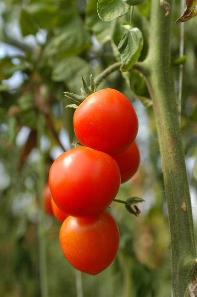 Gettyfy tomato Seed