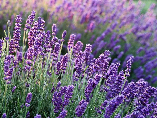 MOOFGA Lavender Herb/Flower Plant Seed