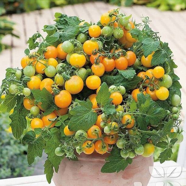 ibains Tomato fruit seed Seed