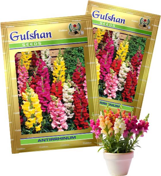 Gulshan Seed Farm Antirrhinum Snapdragon Flower Seeds - 25+ Seed, 0.80g | High-Germination Seed