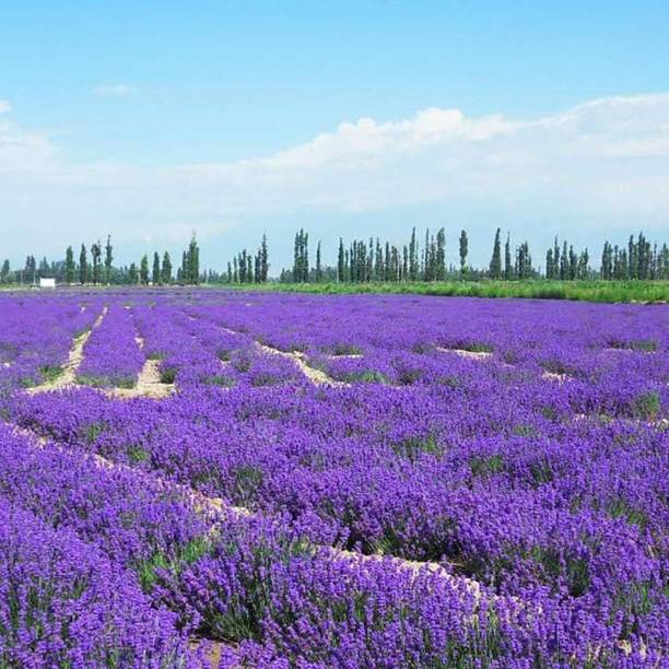 ActrovaX Fragrant Blooms,Lavender flower [5gm Seeds] Seed