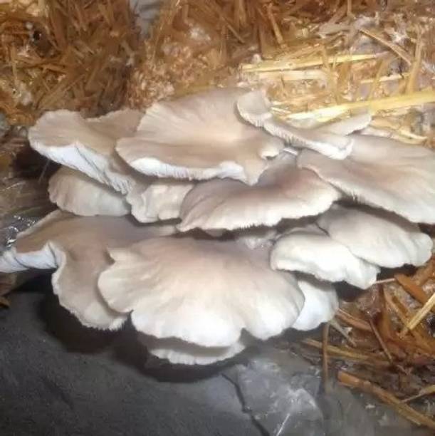 MAA Mushroom Seed