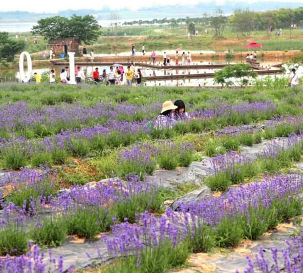ActrovaX Blooms,Lavender flower Seed