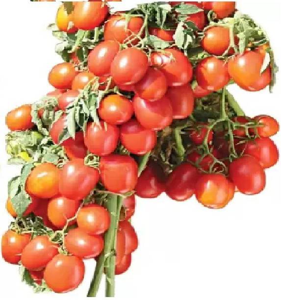 wequality Hybrid f1 tomato seeds,cherry tomato seeds for garden Seed