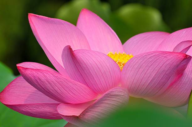 Vignaya Lotus Seed