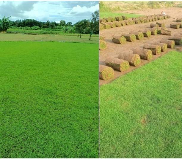 Arshiayat grass seeds for lawn Seed