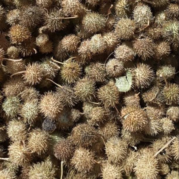 BHARAT JADI BOOTI Bindaal Doda - Devdali - Bandal Phal - Thorn Gourd - Luffa Echinata - Herbal Seed