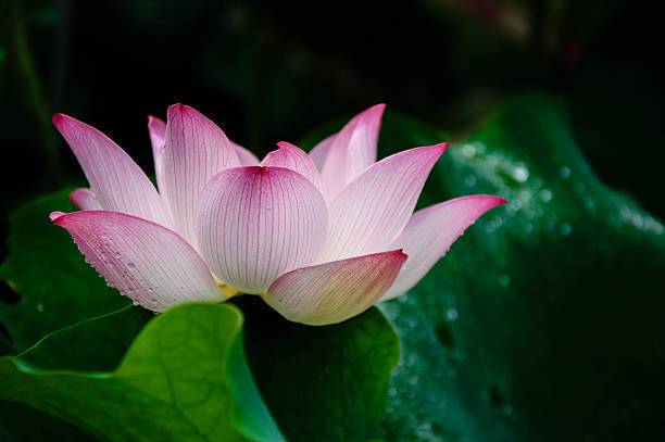 seedx Lotus Seed