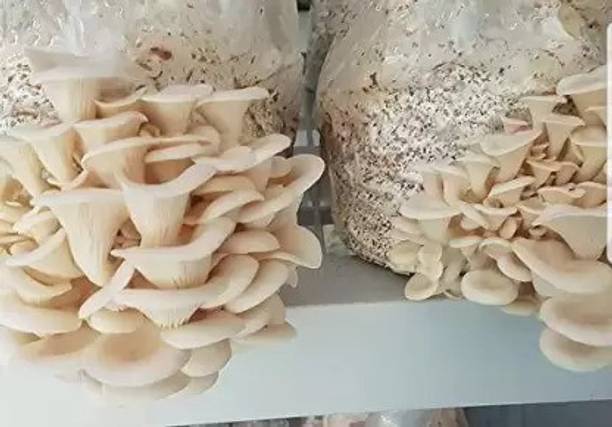 MAA Mushroom Seed