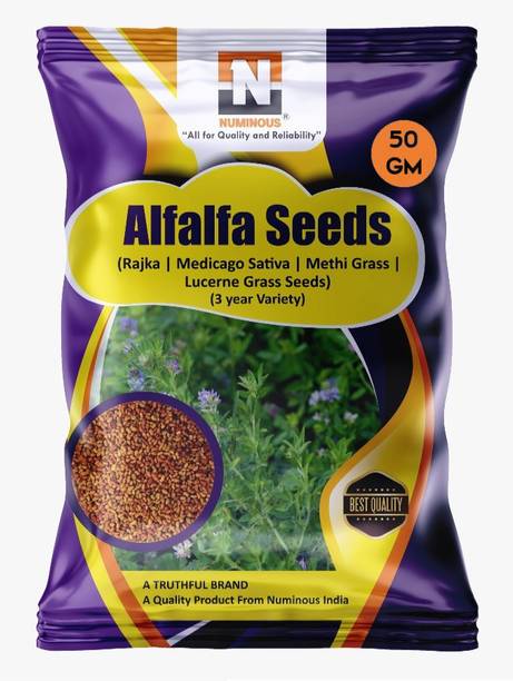 Numinous Alfalfa, Rajka, Methi, Lucerne, Medicago Sativa, Fodder Grass (3 Year Variety) Seed