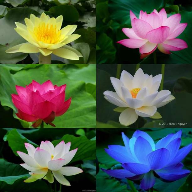 Pripton Lotus Mixed Seeds, Lotus Seeds Mix Colour Flower, Kamal Seed Mixed Variety Seed