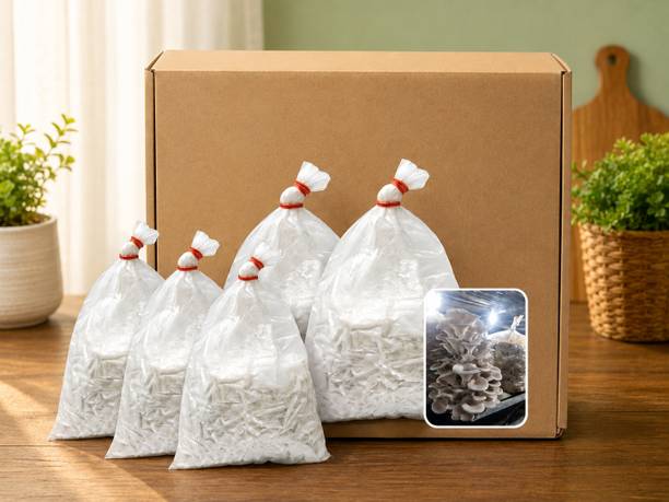 SP AGRO Oyster Mushroom Seed