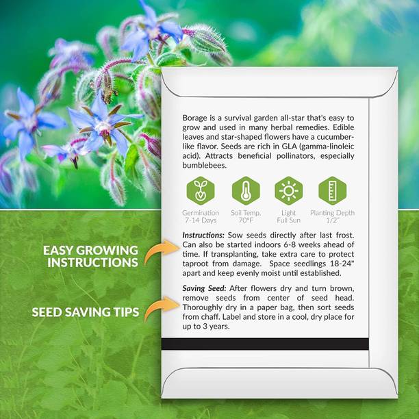 CYBEXIS LXI-39 - Borage Cucumber Flavored Leaves - (1350 Seeds) Seed