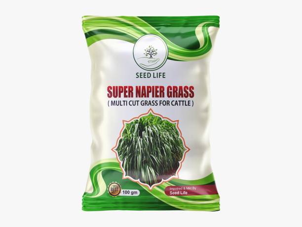 SeedLife Super Napier Grass Seeds - Pack of 100 Gram Seed