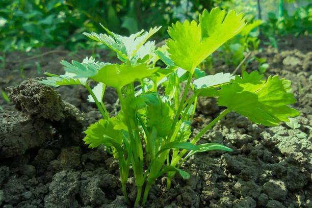CYBEXIS PUAS-9 - Slow Bolting Cilantro - (2250 Seeds) Seed