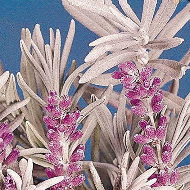 CYBEXIS TLX-41 - English Lavender - (2250 Seeds) Seed