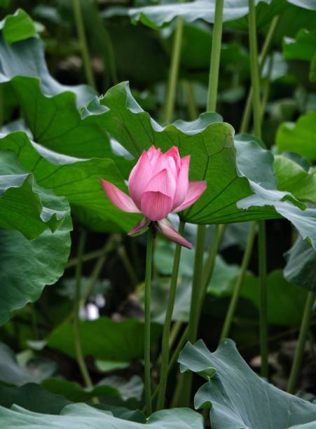 Lata lotus,kamal seeds Seed