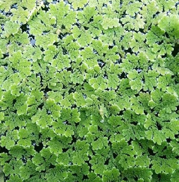 wequality ajolla seeds,ajolla plant seeds Seed