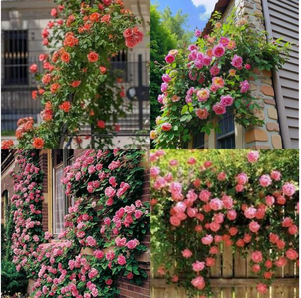 ibains Climbing Rose Seeds Mix pack of 41 Seed