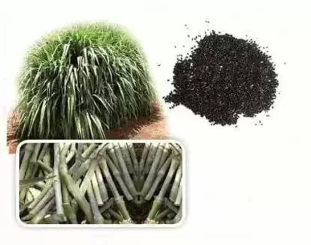 grassland GRASSLAND SUPER NAPIER GRASS SEED HIGH YIELD Seed