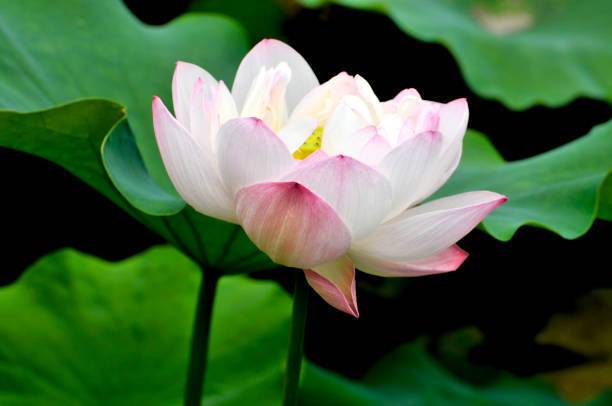 MAA lotus,kamal seeds Seed
