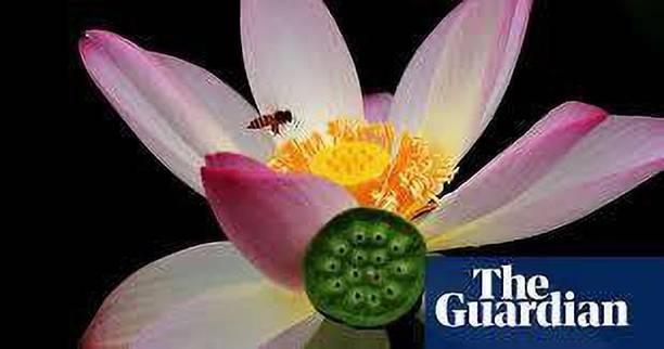 CARIBBEAN LOTUS SEEDS Seed