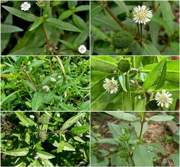 Arshiayat Bhringraj seeds - Kesharaj plant Seed