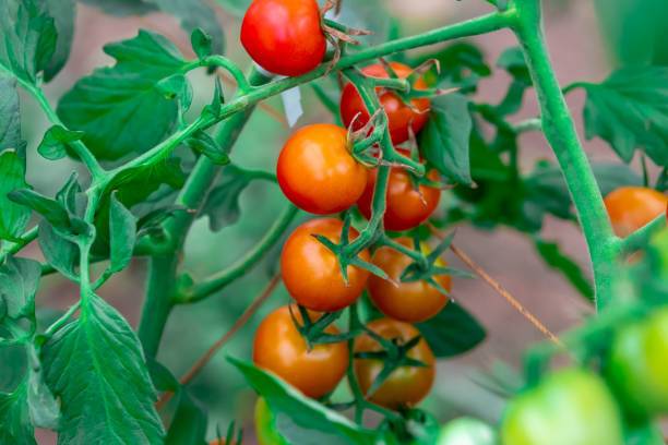 KISHORI CREATIONS tomato Seed
