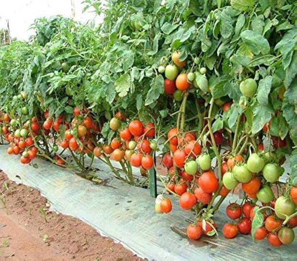 SMGOLD Tomato Vegetable Seed