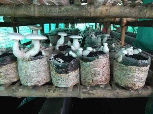 chiku Mushroom Seed Seed