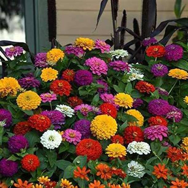 GLOROV Zinnia Flower Seeds Seed