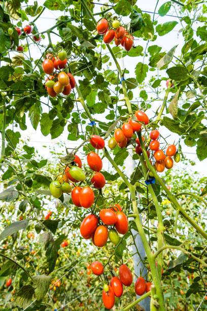 Nbtools tomato Seed