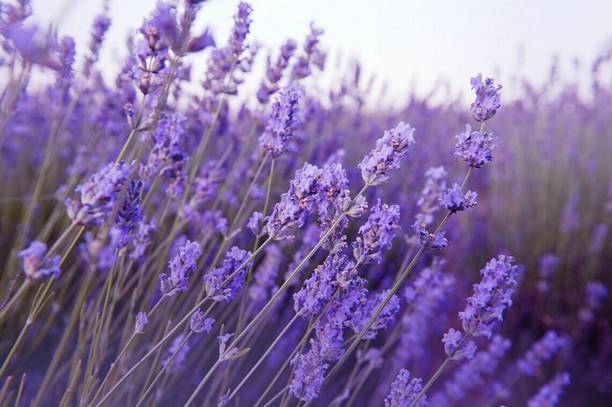 MOOFGA Herb Seeds For Planting - Rare Lavender Seed