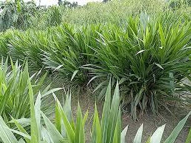 BJUBASPLANT super napier grass seeds pack of 58 Seed