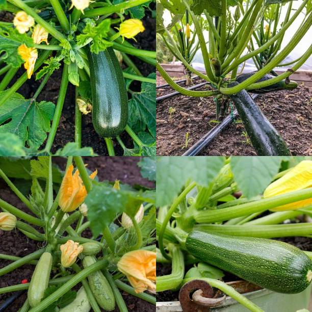 ibains Jukini seeds, Mix zukini vegetable hybrid pack of 29 Seed