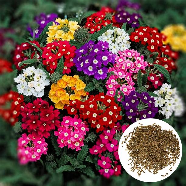 BaidyaNursery Verbena Seed