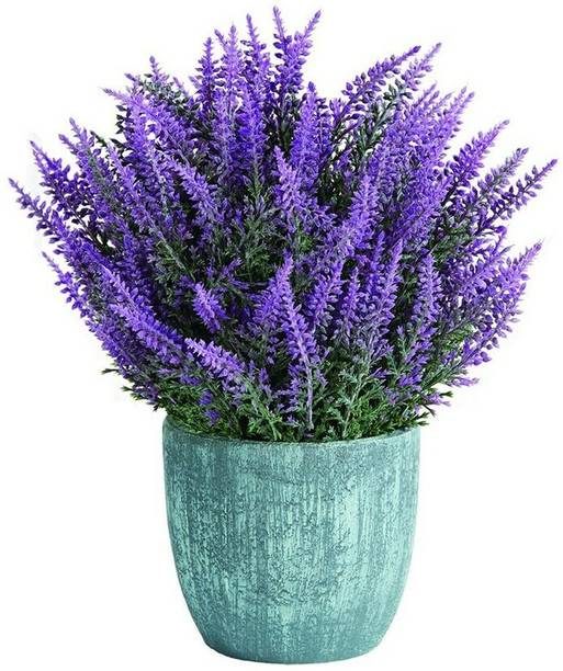 MOOFGA Lavender Organic Seeds, Purple Flowers Lavender Seed