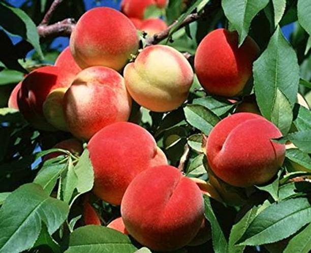 Aywal Peach Fruit Seed