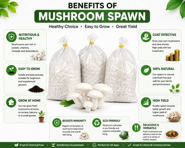 SP AGRO Oyster Mushroom Seed